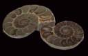 fossils ammonit0001.JPG